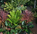 Tropical Landscaping Ideas Australia
