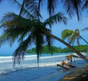 Tropical Plants And Landscaping