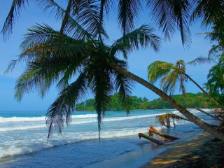 Tropical Landscaping For Exotic Retreat