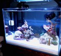 20 Gallon Rimless Aquarium
