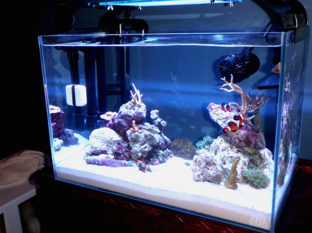 20 Gallon Rimless Aquarium
