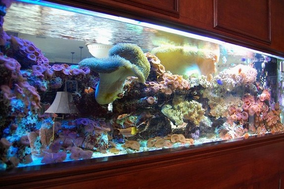 200 Gallon Reef Aquarium