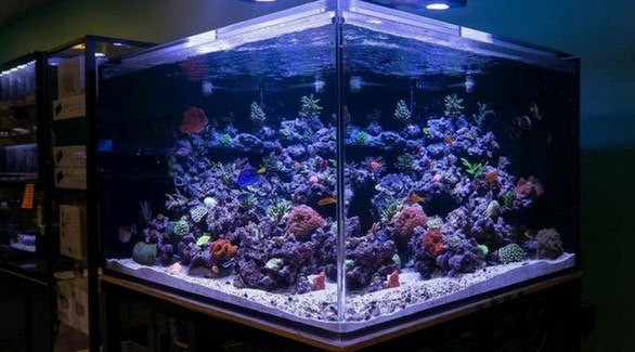300 Gallon Aquarium Kit