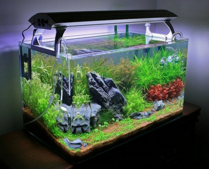Image For Rimless Aquarium