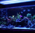 90 Gallon Rimless Aquarium