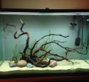Rimless Discus Aquarium