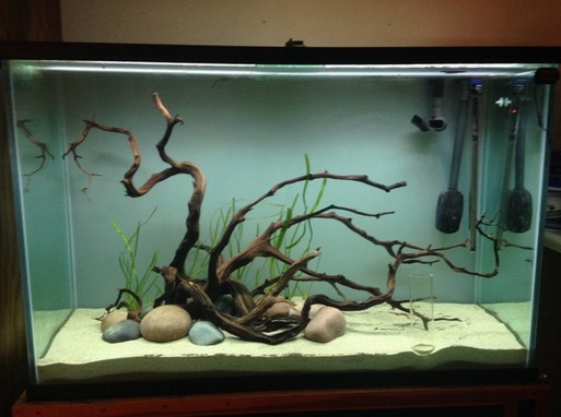 Rimless Discus Aquarium