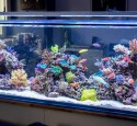 Large Rimless Aquarium