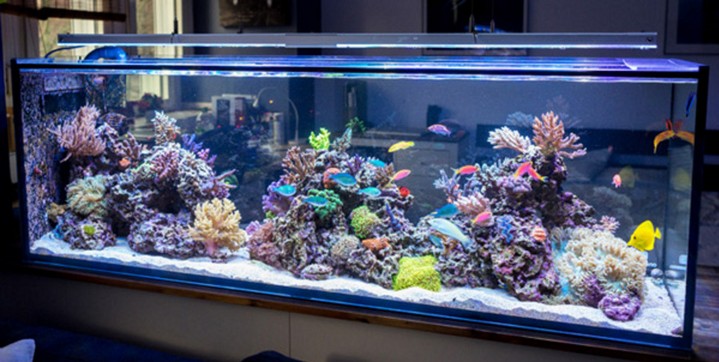 Rimless Aquarium – Buying Guide
