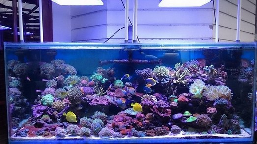 200 Gallon Aquarium Lighting