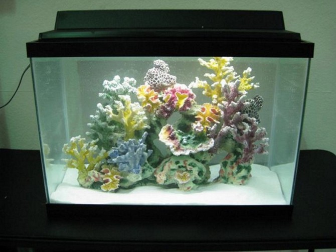 Cool 20 Gallon Long Aquarium