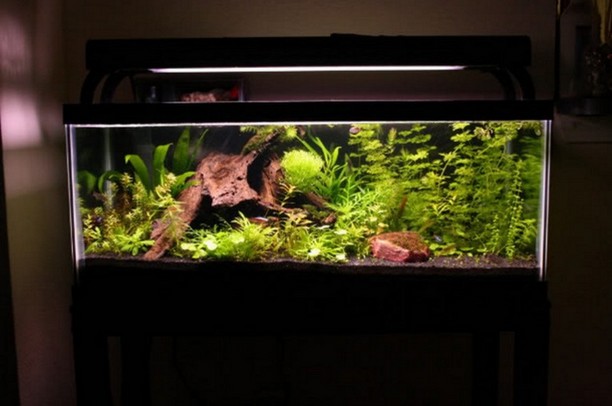 20 Gallon Long Aquarium