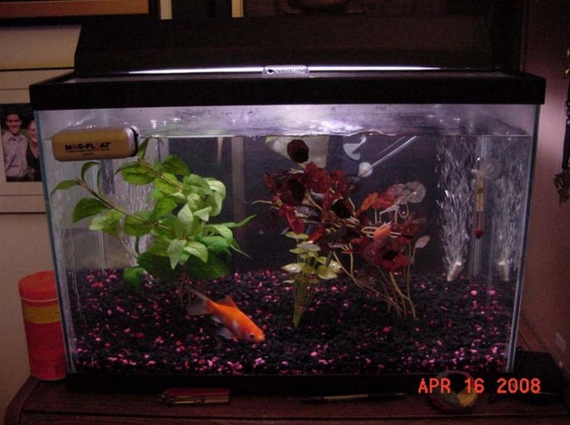 20 Gallon Aquarium Fish