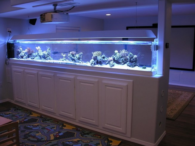 Ideas For Rimless Aquarium