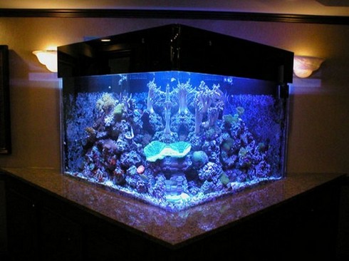 200 Gallon Aquarium Design
