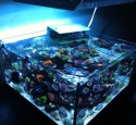 30 Gallon Rimless Aquarium