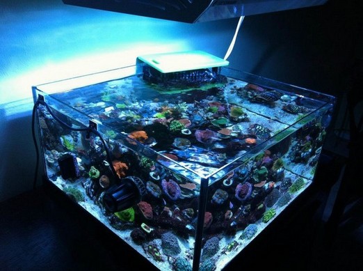 30 Gallon Rimless Aquarium