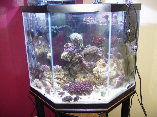 200 Gallon Pentagon Aquarium