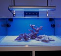 Rimless Aquarium Reef Ready
