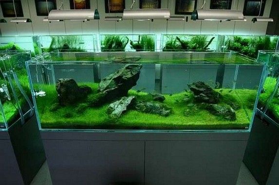 Quality Rimless Aquarium