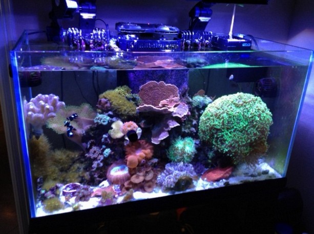 Oceanic Rimless Aquarium