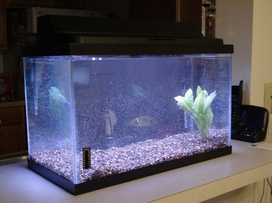 20 Gallon Aquarium Tank