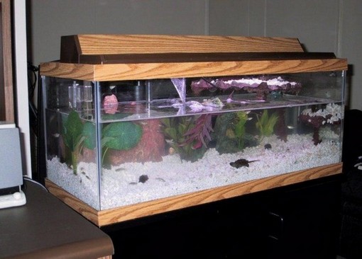 20 Gallon Long Aquarium Design