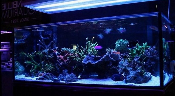 300 Gallon Long Aquarium