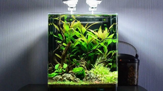 Best Rimless Nano Aquarium