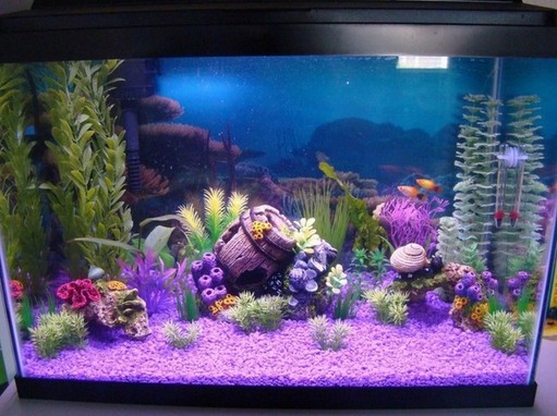Grreat Choice 20 Gallon Aquarium