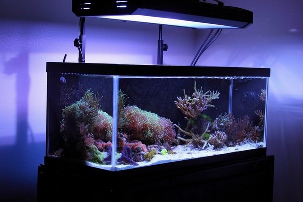 Best 20 Gallon Aquarium