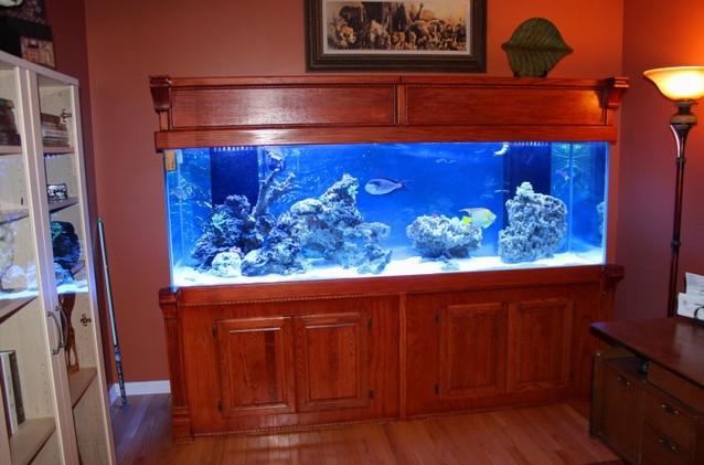300 Gallon Saltwater Aquarium