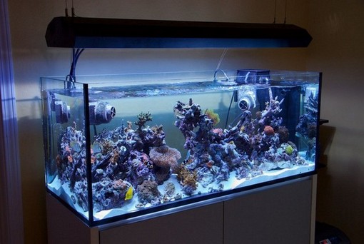 300 Gallon Rimless Aquarium
