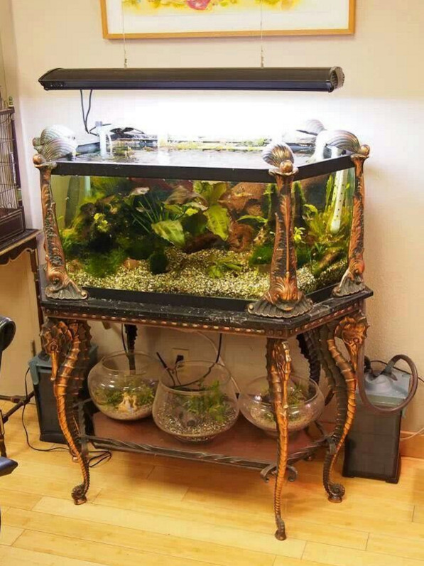 Antique Rimless Aquarium