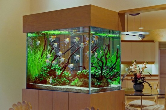 200 Gallon Tall Aquarium