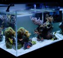 Rimless Marine Aquarium
