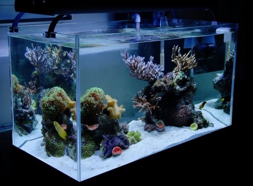 Rimless Marine Aquarium
