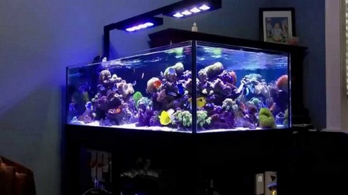 200 Gallon Rimless Aquarium