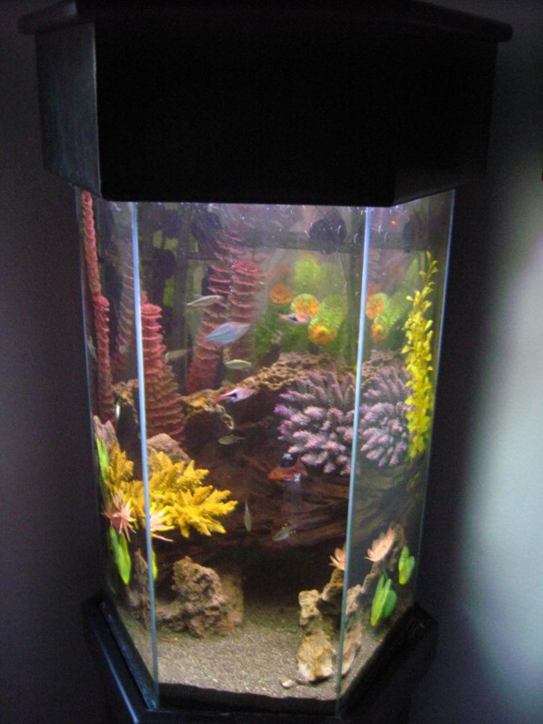 20 Gallon Hexagon Aquarium