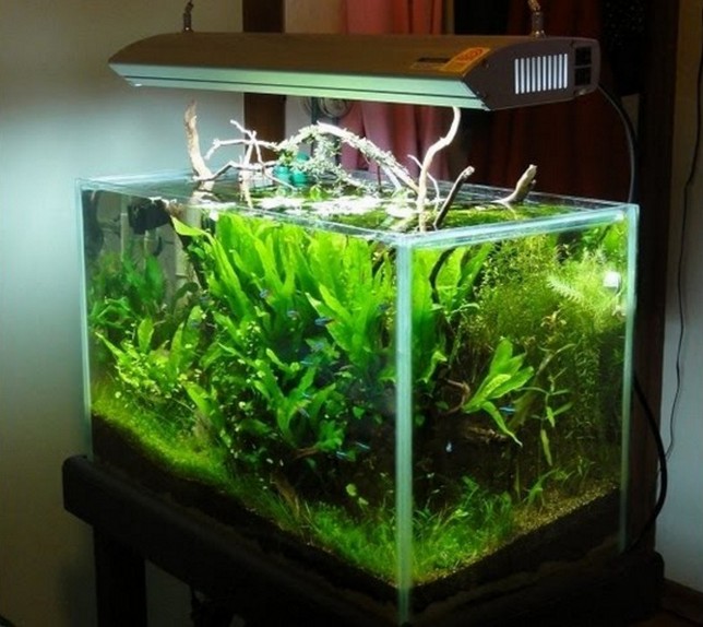 Planted 20 Gallon Aquarium