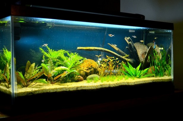 Simple 20 Gallon Long Aquarium