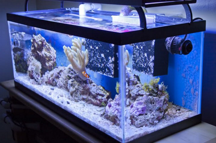 How To Buy 20 Gallon Long Aquarium