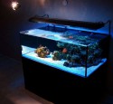 Japanese Rimless Aquarium
