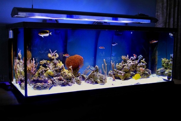 300 Gallon Aquarium Diy