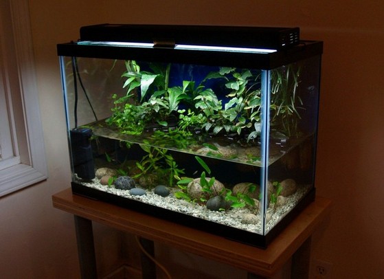Tall 20 Gallon Aquarium