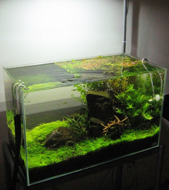 Cute 20 Gallon Long Aquarium