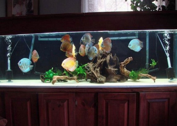 200 Gallon Discus Aquarium