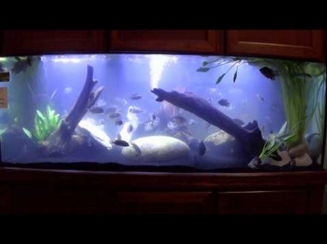 300 Gallon Aquarium Marineland