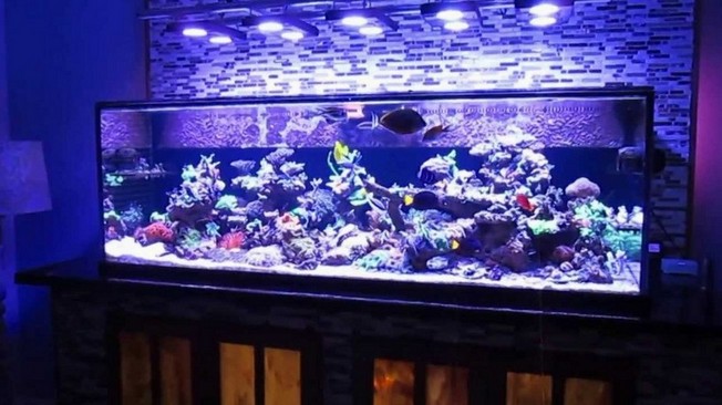 200 Gallon Aquarium Ideas