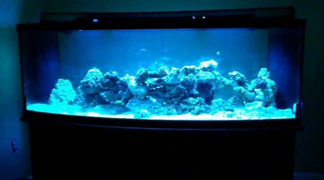 200 Gallon Bowfront Aquarium